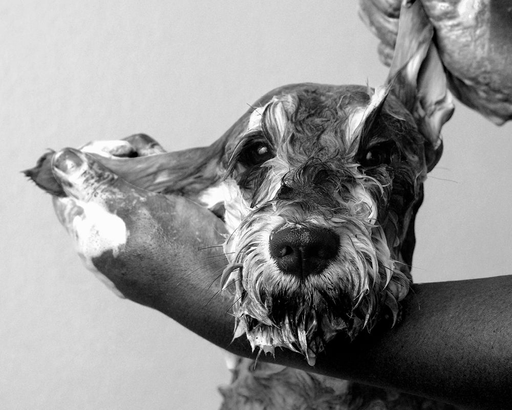 [Advice] How Often Should I Wash My Dog? smith&burton