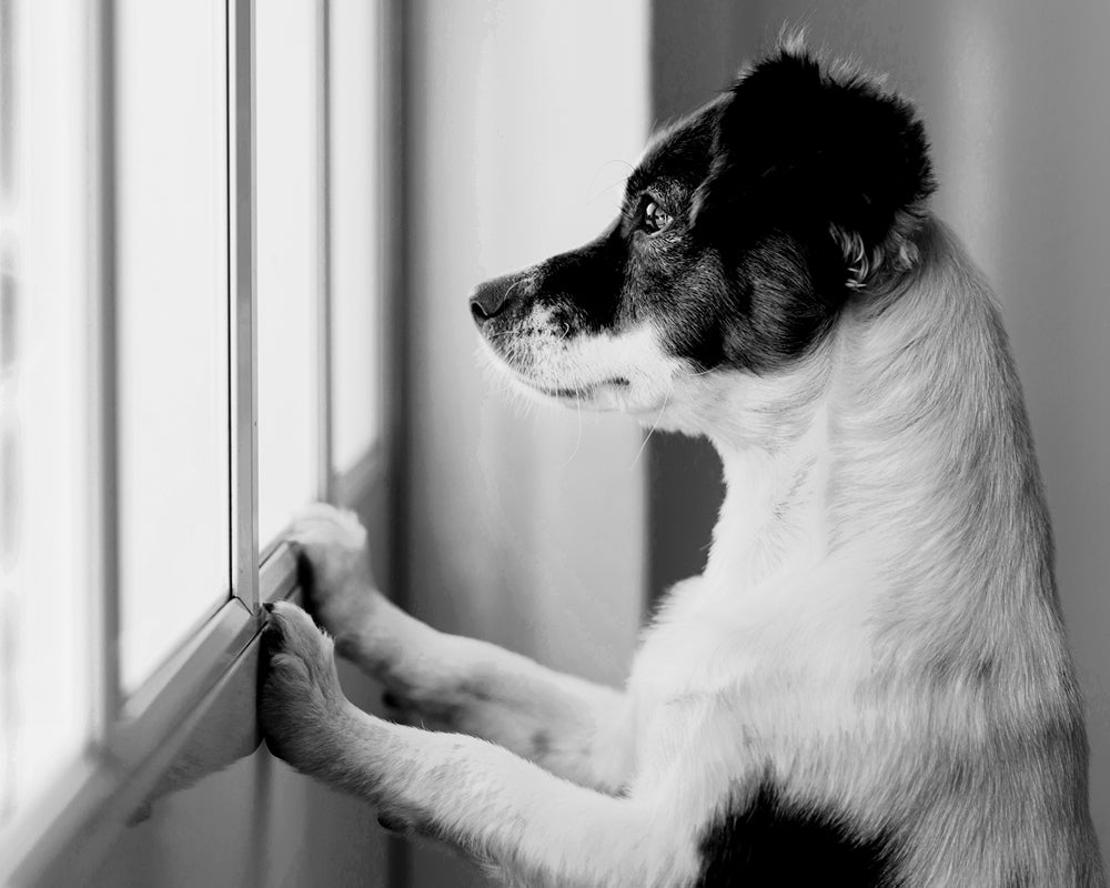Places to wash your dog new arrivals